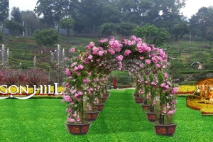 Vườn hoa hồng được công nhận lớn nhất Việt Nam