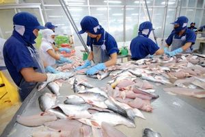 Xuất khẩu cá tra sang thị trường Trung Quốc tăng mạnh