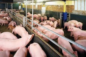 Giá lợn hơi hôm nay 28/1: Tăng nhẹ ở một số tỉnh thành