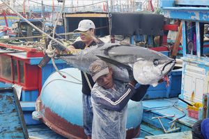 Bản tin nông sản 27/6: Xuất khẩu cá ngừ có tốc độ tăng trưởng cao