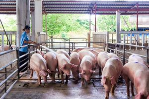 Giá lợn hơi hôm nay 5/11: Quay đầu giảm nhẹ tại một số tỉnh thành trên cả nước