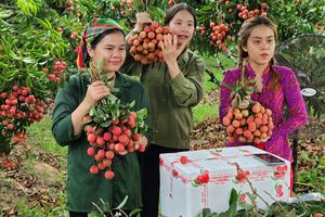 Chợ phiên OCOP trên TikTok: Hành trình 6 tháng ươm mầm giá trị nông sản Việt