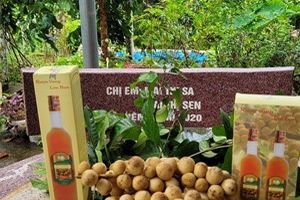 Quảng Nam: Phát triển thương hiệu đặc sản Rượu vang hữu cơ Lòn bon xứ Tiên