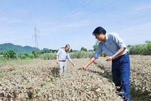 Chè Nghệ An thiệt hại nặng sau mưa lũ và nắng nóng cực đoan