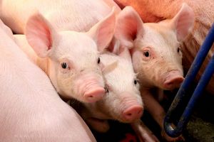 Giá lợn hơi hôm nay 8/9: Điều chỉnh tăng, giảm từ 1.000 - 3.000 đồng/kg tại nhiều địa phương
