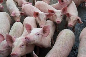 Giá lợn hơi hôm nay 15/9: Tiếp đà giảm ở một vài địa phương trên cả nước