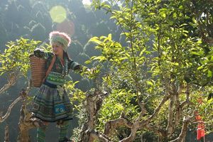 Bảo tồn và phát triển chè Shan cổ thụ bền vững ở Lào Cai