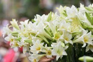 Bản tin tiêu dùng ngày 28/3: Hoa loa kèn đầu mùa với giá bán khá cao