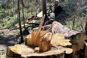 Video: Tan tác rừng bạch tùng hơn 100 tuổi ở Lâm Đồng