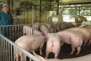 Giá lợn hơi hôm nay 19/1: Điều chỉnh tăng 1.000 - 5.000 đồng/kg