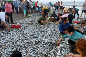 Ngư dân Nghệ An, Hà Tĩnh trúng đậm “lộc biển” trong 6 tháng đầu năm