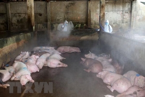 Đồng Nai: Điều tra làm rõ vụ giết mổ lợn nhiễm bệnh tả châu Phi