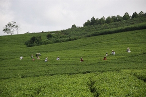 Xuất khẩu chè của Việt Nam tăng trong 2 tháng đầu năm