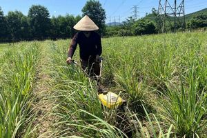 Trồng cây gia vị quanh nhà, mang lại hiệu quả kinh tế cao