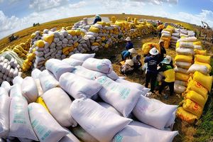 Các công ty sản xuất gạo Việt Nam: Triển vọng tươi sáng trong năm 2022