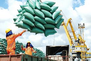 Gạo Việt Nam xuất khẩu tăng vừa cả về số lượng lẫn giá trị