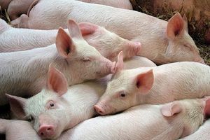 Giá lợn hơi hôm nay 23/12: Đi ngang tại nhiều địa phương trên cả nước