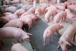 Giá lợn hơi hôm nay 24/9: Giảm nhẹ 1.000 đồng/kg tại miền Bắc và miền Trung, Tây Nguyên