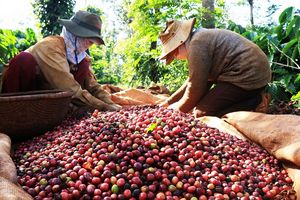 Xuất khẩu cà phê đạt 6,32 tỷ USD sau 11 tháng