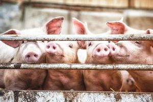 Giá lợn hơi hôm nay 25/8: Giảm nhẹ 1.000 đồng/kg ở hai miền Bắc - Nam