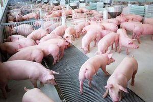 Giá lợn hơi hôm nay 6/10: Biến động từ 1.000 đến 3.000 đồng/kg tại nhiều nơi