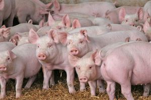 Giá lợn hơi hôm nay 2/9: Bất ngờ điều chỉnh mạnh 1.000 - 5.000 đồng/kg