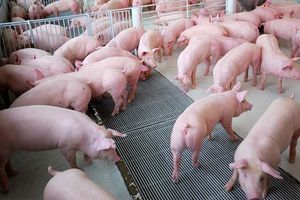 Giá lợn hơi hôm nay 5/10: Giảm sâu từ 1.000 - 6.000 đồng/kg