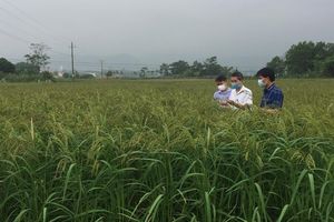 Huyện Thanh Sơn: Triển vọng mô hình sản xuất lúa nếp đặc sản Quạ Đen theo hướng hữu cơ