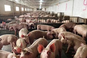 Giá lợn hơi hôm nay 6/1: Giảm nhẹ tại miền Nam