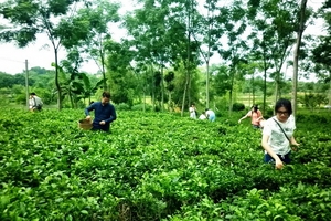 Huyện Ba Vì, TP. Hà Nội: Chè Ba Trại - Điểm sáng trong phát triển kinh tế