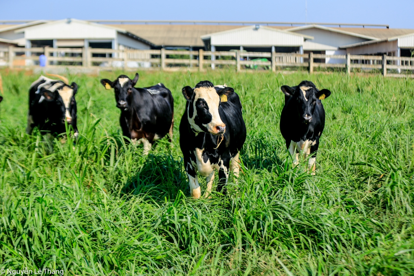 A group of cows in a field

AI-generated content may be incorrect.