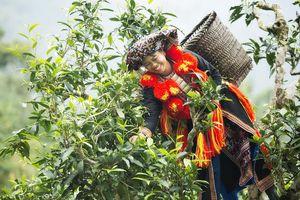 Tuyên Quang: Nâng cao chất lượng sản phẩm chè Shan Khau Mút