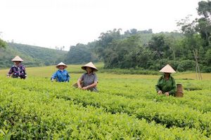 Phú Thọ: Người dân huyện Thanh Sơn làm giàu từ phát triển mô hình nông nghiệp
