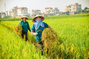 Ngành nông nghiệp Việt Nam: Điểm tựa vững chắc cho nền kinh tế