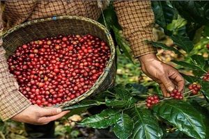 Nông sản Việt Nam: Điểm sáng xuất khẩu tỷ đô