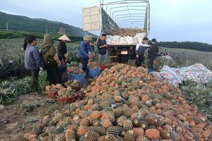 Hà Tĩnh: Mô hình liên kết trồng dứa mang lại hiệu quả tích cực