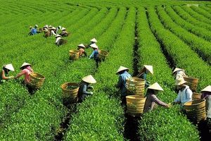 Nông sản Việt Nam: Nỗ lực đẩy mạnh xuất khẩu