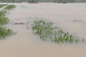 Hà Tĩnh: Hàng chục ha chè bị nước lũ nhấn chìm