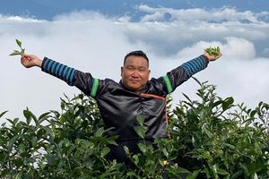 Chàng cử nhân Luật đam mê phát triển du lịch gắn trà Shan tuyết ở Phình Hồ