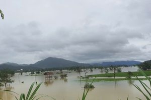Hà Tĩnh: Hàng trăm ha chè ngập trong biển nước
