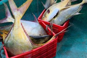 Hà Tĩnh: Ngư dân thu về 600 triệu nhờ trúng đậm mẻ cá vàng dương