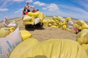 Ấn Độ cấm xuất khẩu gạo, Thủ tướng yêu cầu thực hiện các giải pháp bảo đảm lợi ích của người nông dân