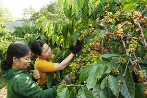 NESCAFÉ Plan gắn kết nông dân vì chất lượng cà phê Việt