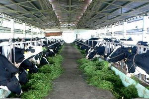 Bản tin nông sản 29/6: Xây dựng chuỗi liên kết sản xuất và tiêu dùng bò thịt