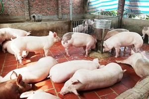 Giá lợn hơi hôm nay 12/12: Tăng 1.000 - 4.000 đồng/kg tại nhiều địa phương