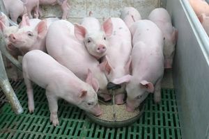 Giá lợn hơi hôm nay 20/8: Điều chỉnh từ 1.000 đồng/kg đến 3.000 đồng/kg ở một vài địa phương trên cả nước