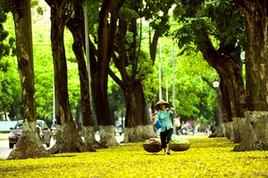 Mùa thu thơ mộng hơn trên những con đường tuyệt đẹp ở Hà Nội