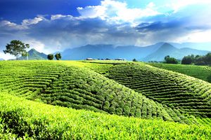 Chè Thái Nguyên: Vững vị thế "Đệ nhất danh trà"