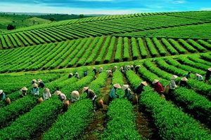 Kỳ vọng mở rộng thị phần cho cà phê, chè Việt Nam ra thị trường quốc tế