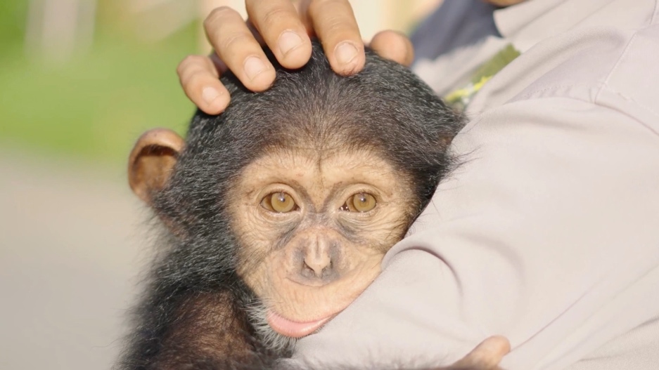 A person holding a baby monkeyDescription automatically generated